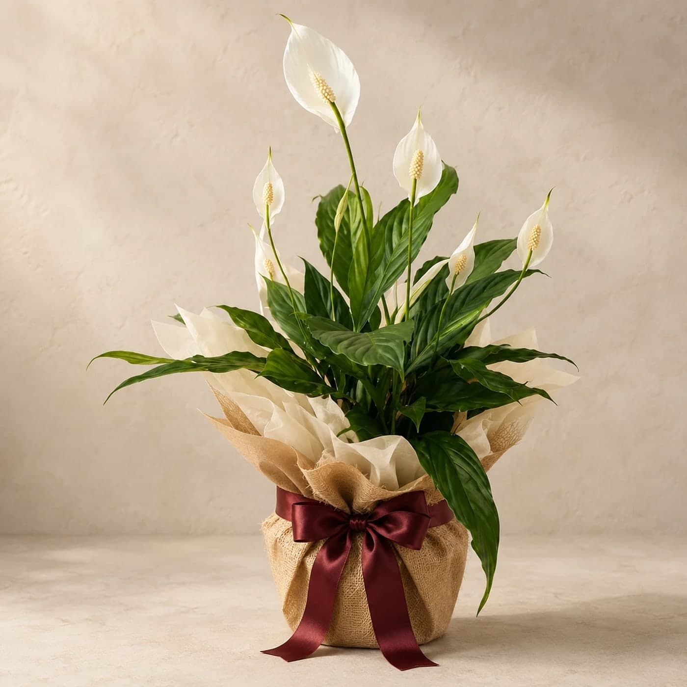 Beyaz Barış Çiçeği – Spathiphyllum Hediye Bitkisi