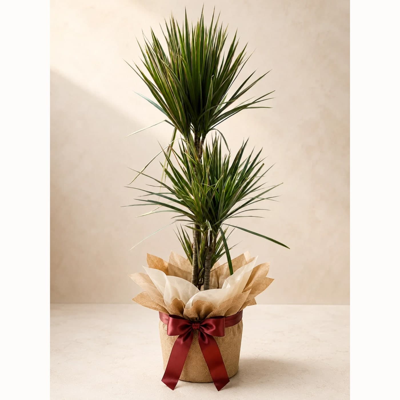 Dracena Marginata Tricolor Hediye Bitkisi