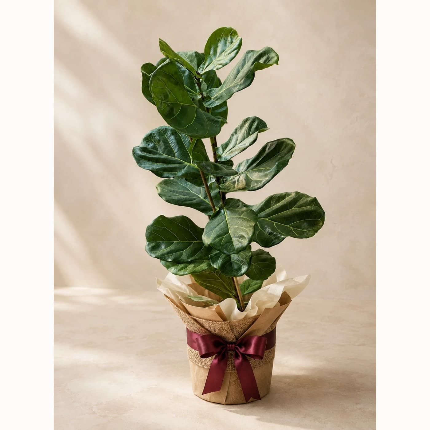 Ficus Lyrata – Keman Yapraklı Kauçuk Bitkisi