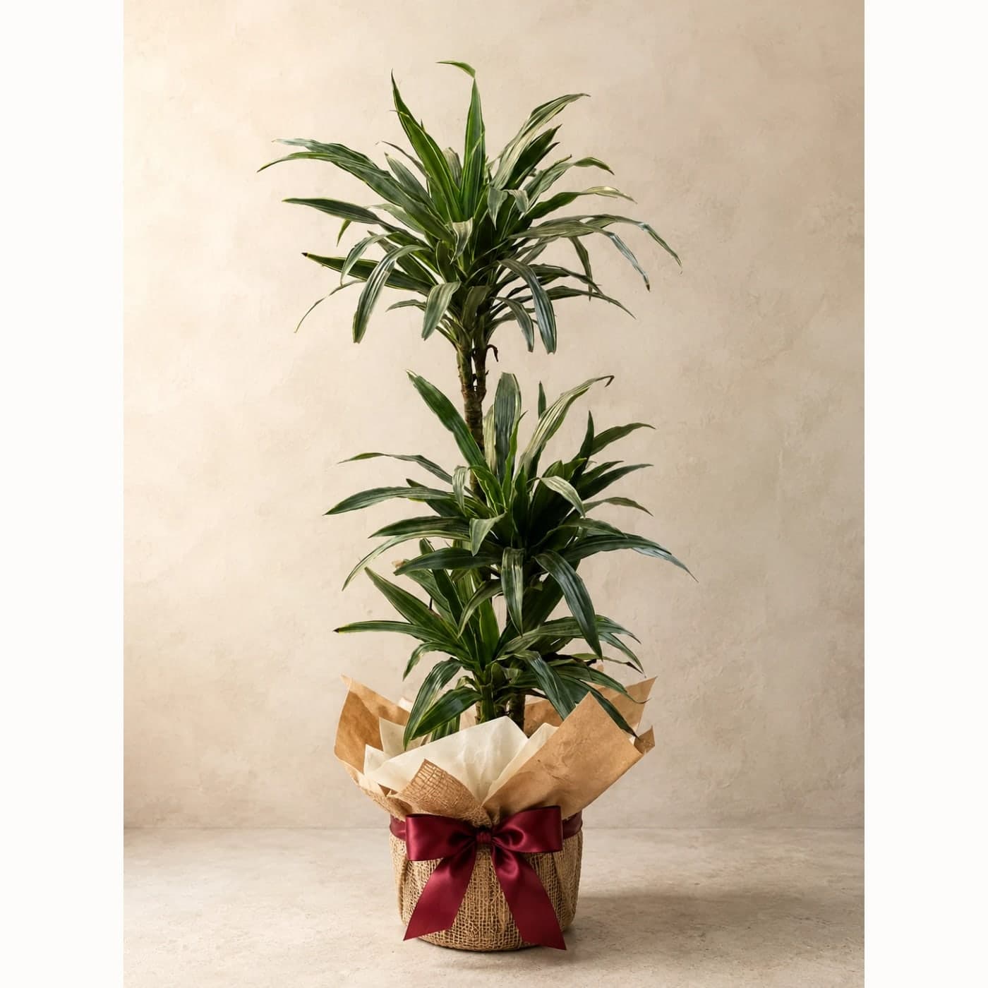 Dracena Warneckii Bitkisi