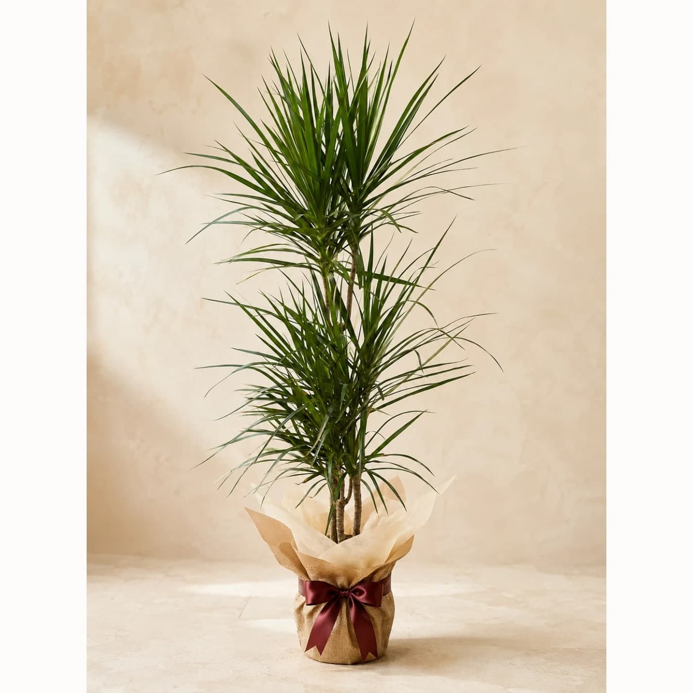 Dracena Marginata Bitkisi